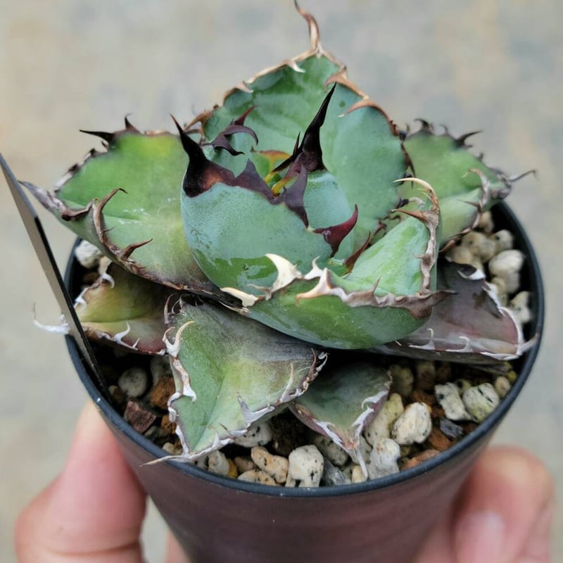 ☆最終値下げ☆ アガベ チタノタ マキシマムスチール 特大株 BEAST ☆最終値下げ☆ アガベ チタノタ マキシマムスチール 特大株 BEAST