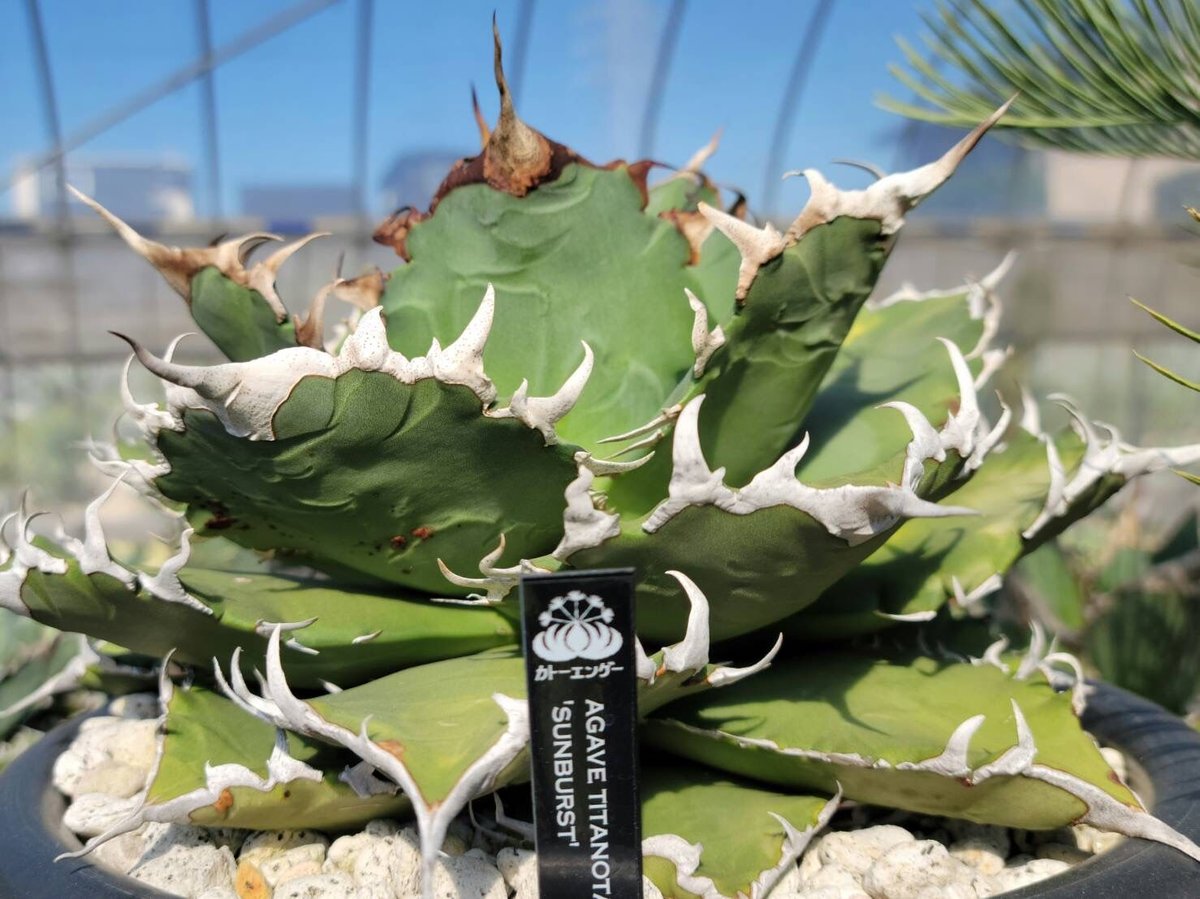 趣 agave titanota sunburst | カトーエンゲー