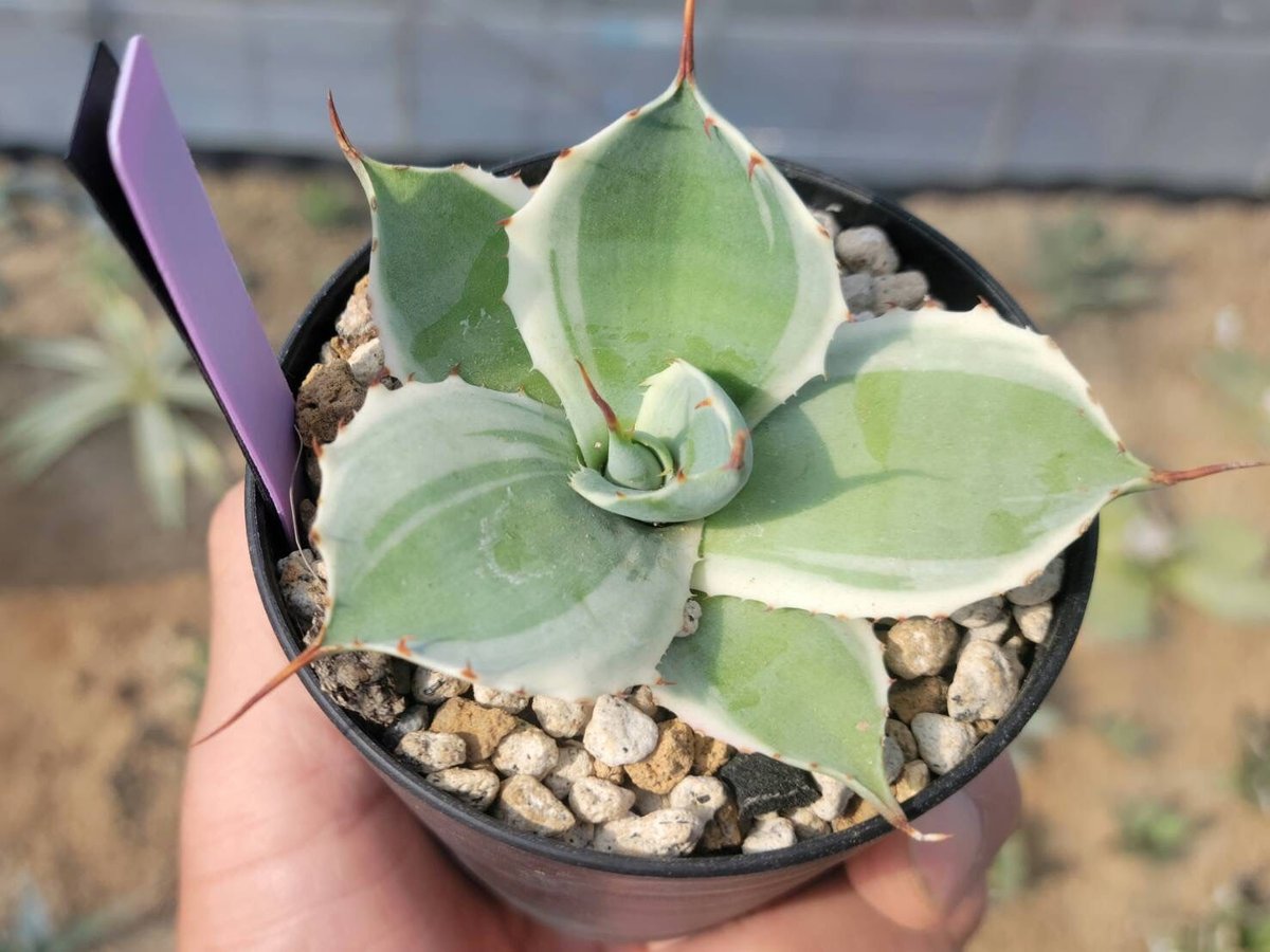 agave potatorum snow fall | カトーエンゲー agave potatorum snow fall | カトーエンゲー
