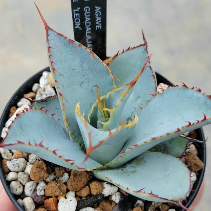 グアダラハラナ　ラウンドタイプ　アガベ 昨秋に地植えして、ずっといじけてたグアダラ大株がやっと機嫌を