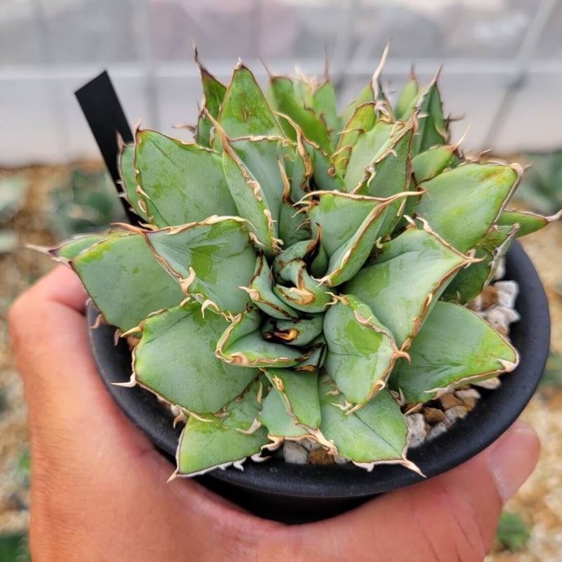 agave titanota 'filigree' | カトーエンゲー