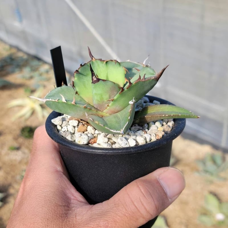 超優秀株　Agave titanta FO-76 Compact低重心 AGAVE TITANOTA FO76 compacta