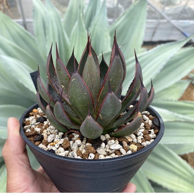 マンガベプレイングハンズ　三頭ケルベロス マンガベプレイングハンズ 三頭ケルベロス マンガベプレイング