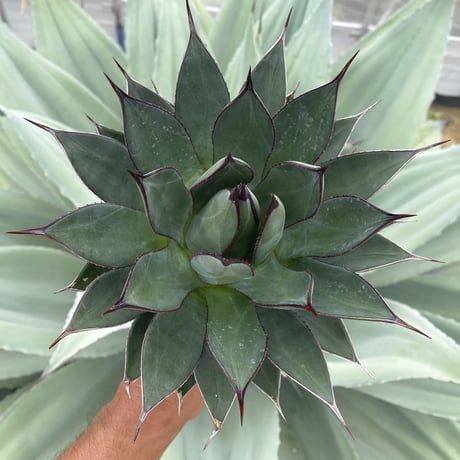アガベ　ブルーエンバー　w40cmオーバー アガベ ブルーエンバー w40cmオーバー - メルカリ