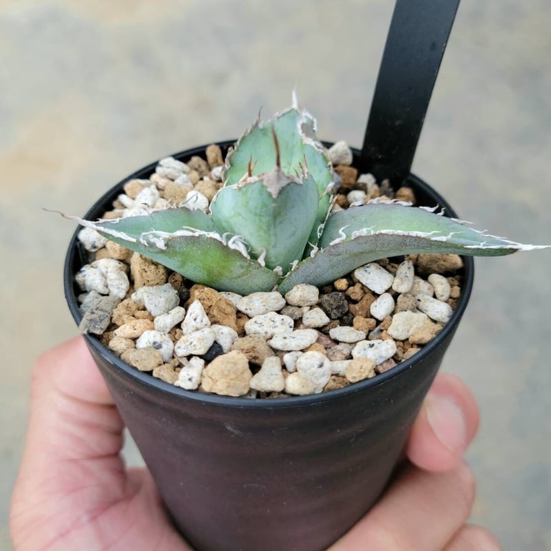 アガベ チタノタ フィッシュテール | カトーエンゲー