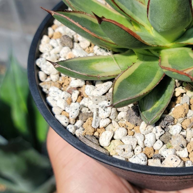 agave burnt burgundy variegata大 | カトーエンゲー
