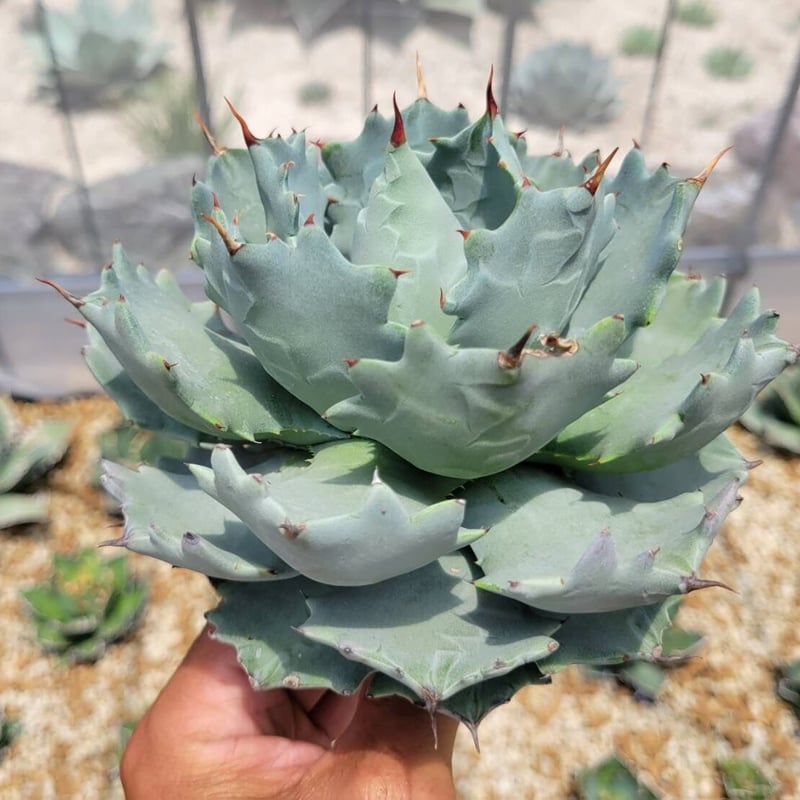 agave isthmensis inland form 4 | カトーエンゲー