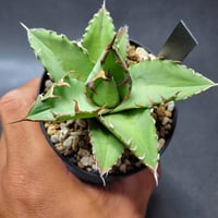 アガベ オバティサナ “シースター” | カトーエンゲー