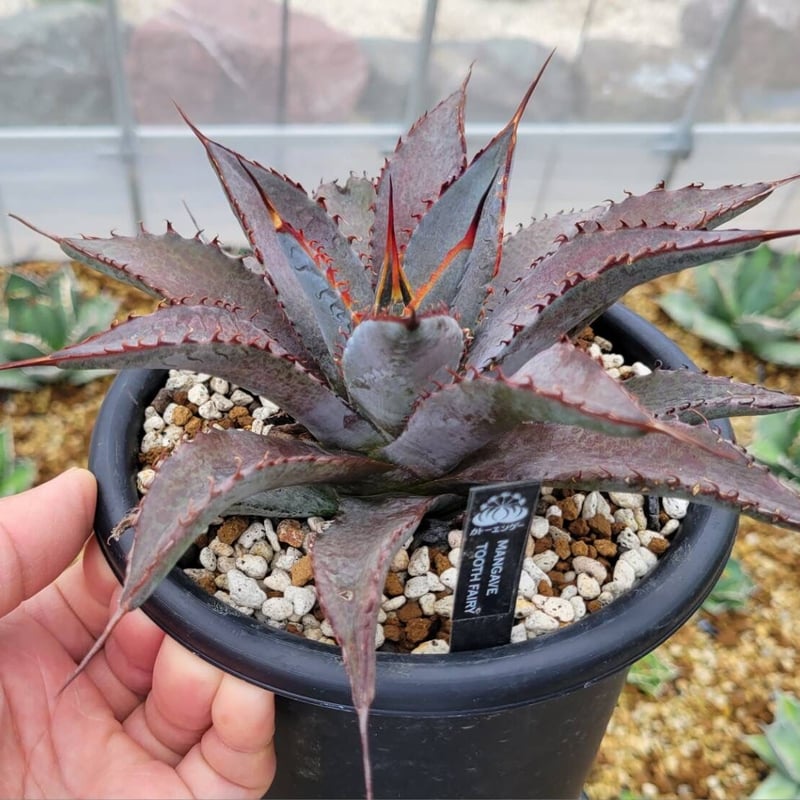 mangave tooth fairy | カトーエンゲー