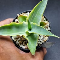 ☆*☆様 アガベ　リップルエフェクト良型2ヘッド Yahoo!オークション - 【リップルエフェクト】Agave 'Ripple