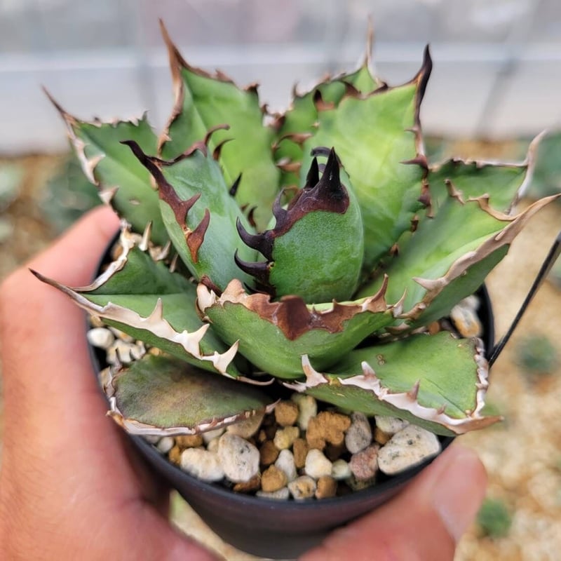 アガベオテロイ Red Venom agave titanota 'red venom'子株付き | カトーエンゲー