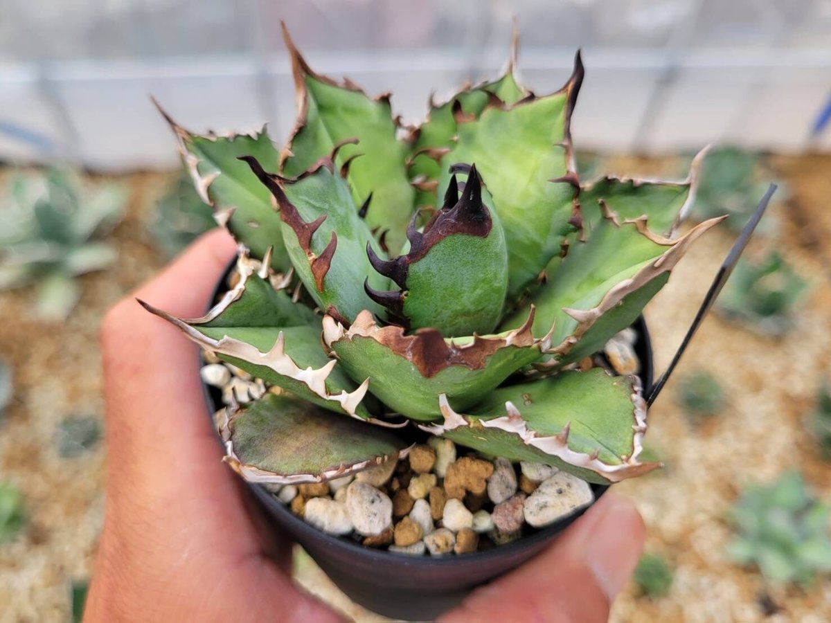 agave titanota 'red venom'子株付き | カトーエンゲー