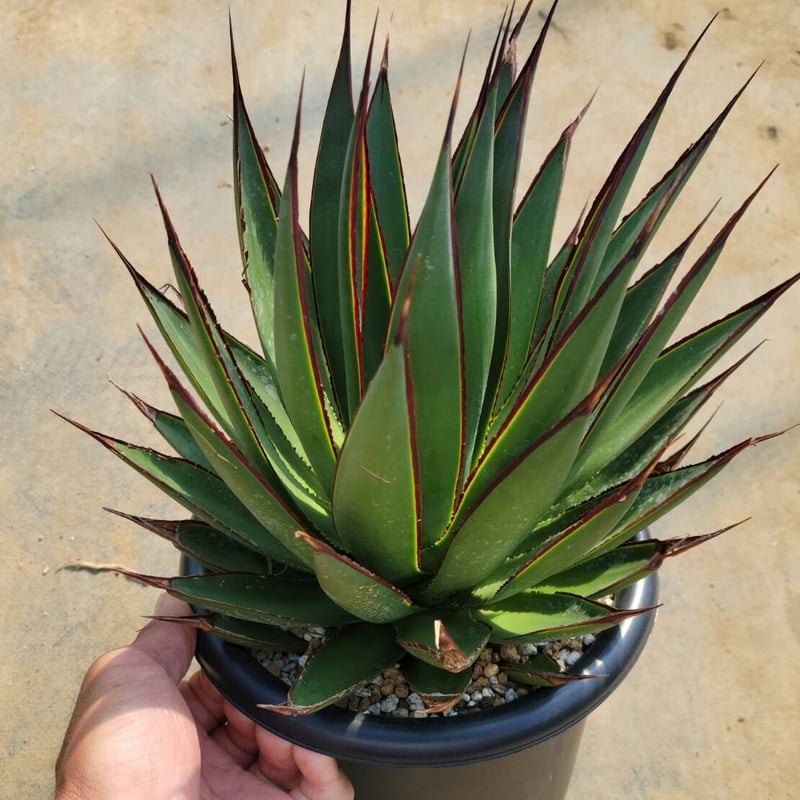 アガベ グリーングロー 3株 アガベ グリーングロー 3株 T)アガベ グリーングロー | RuPo