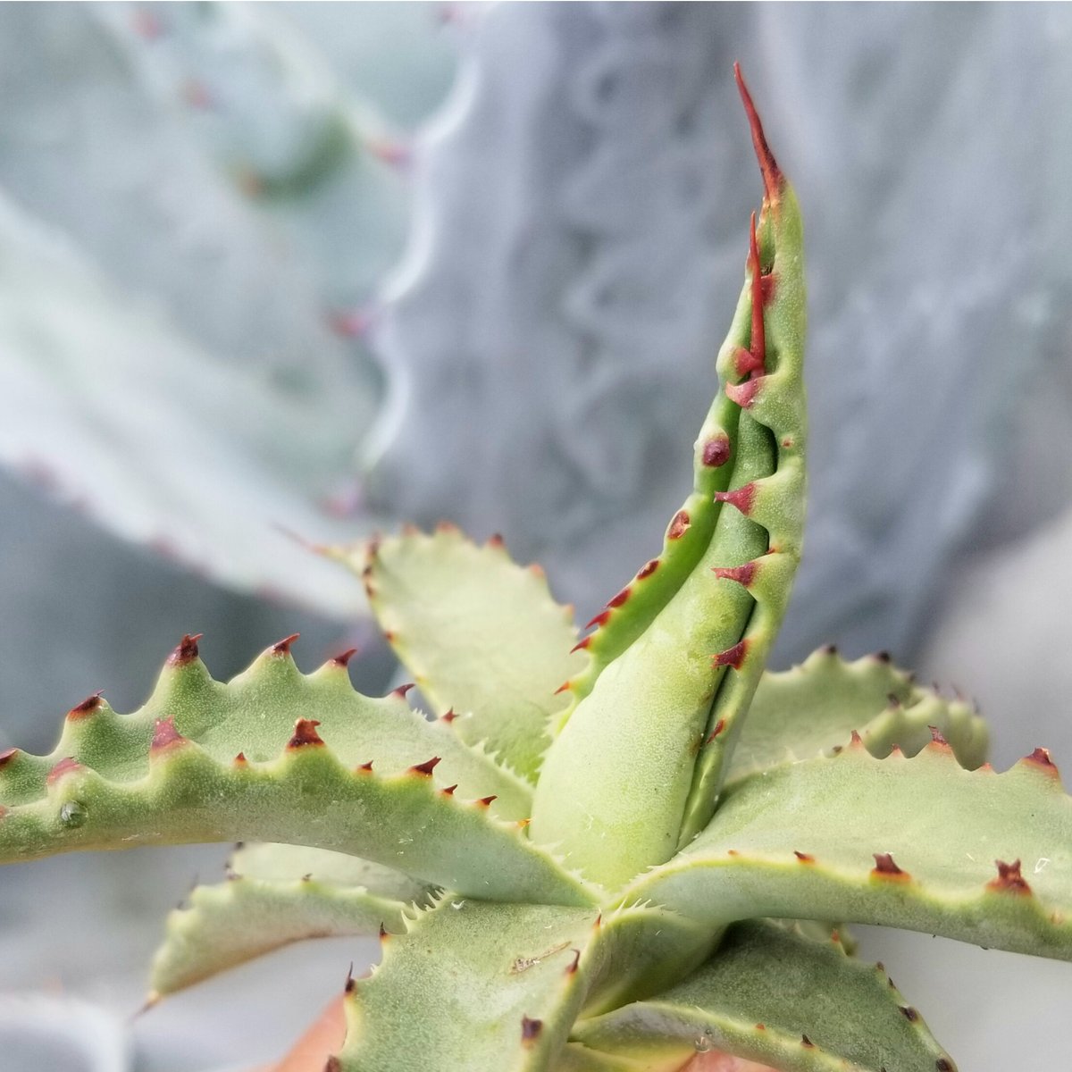 アガベ ジェントリー ジョーズ | カトーエンゲー