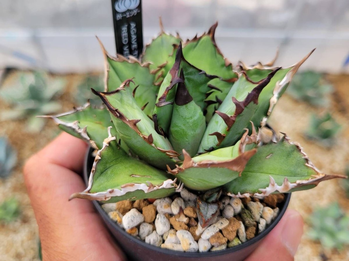 agave titanota 'red venom'子株付き | カトーエンゲー