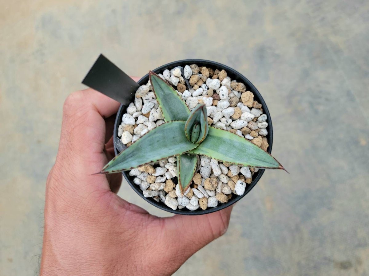 アガベ シャークバイト | カトーエンゲー