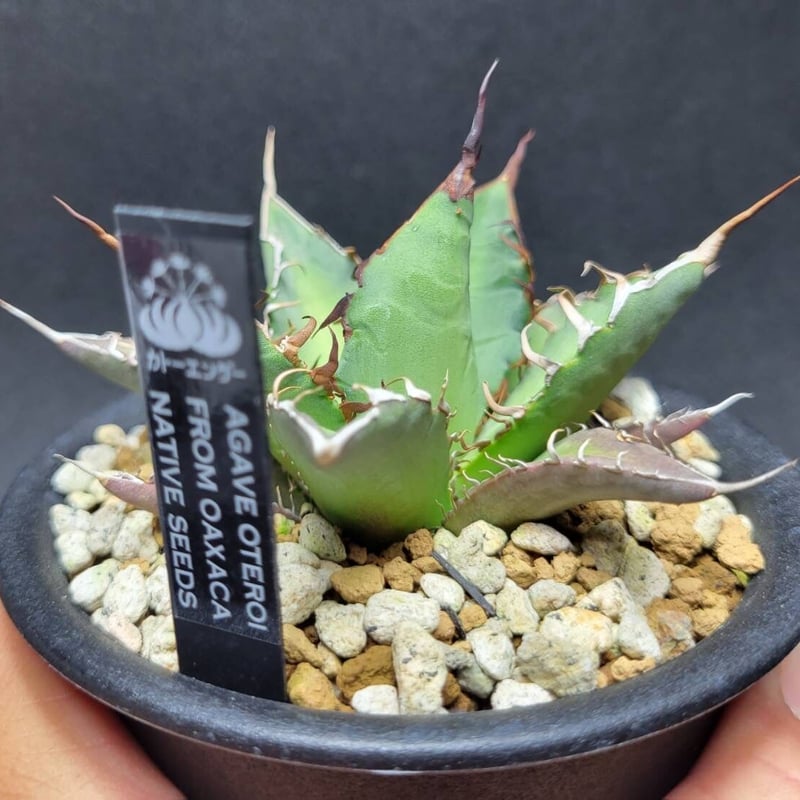 Oaxaca oteroi agave oteroi from oaxaca native seeds | カトーエンゲー