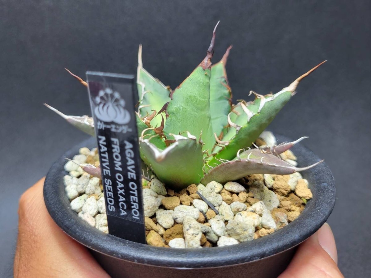 アガベ MEZCALERO seeds Agave OTEROI agave oteroi from oaxaca native seeds | カトーエンゲー