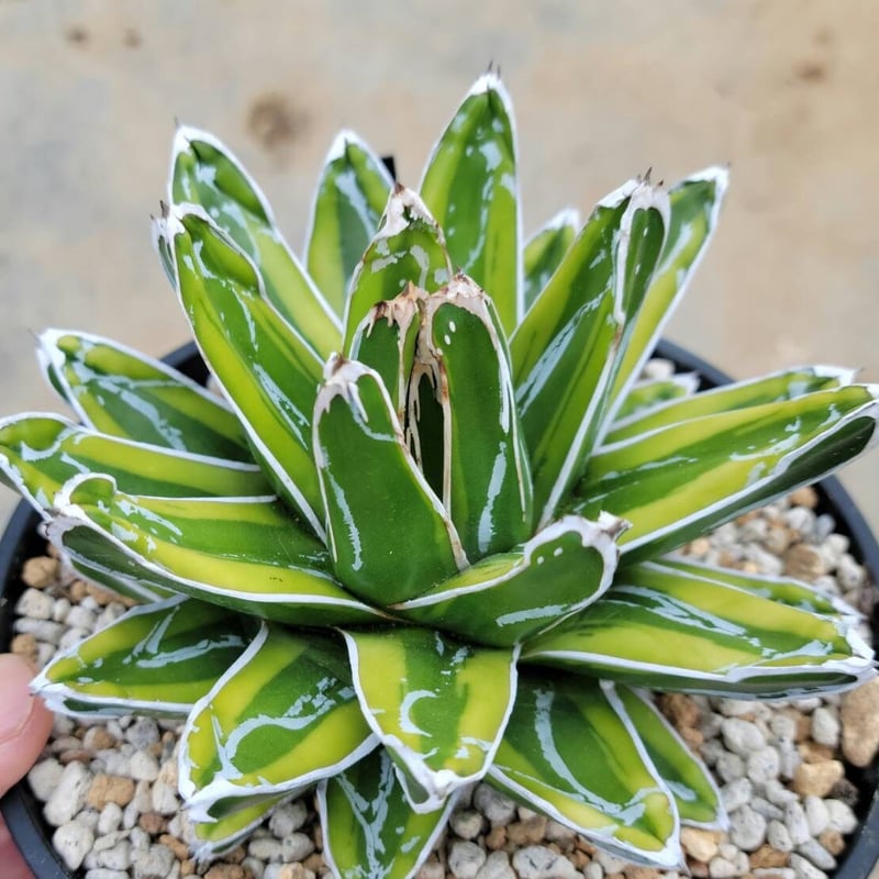 アガベ　笹の雪 😈笹之雪×黑帝斯😈 台湾ナーセリーの土田製所（SKY AGAVE）産の