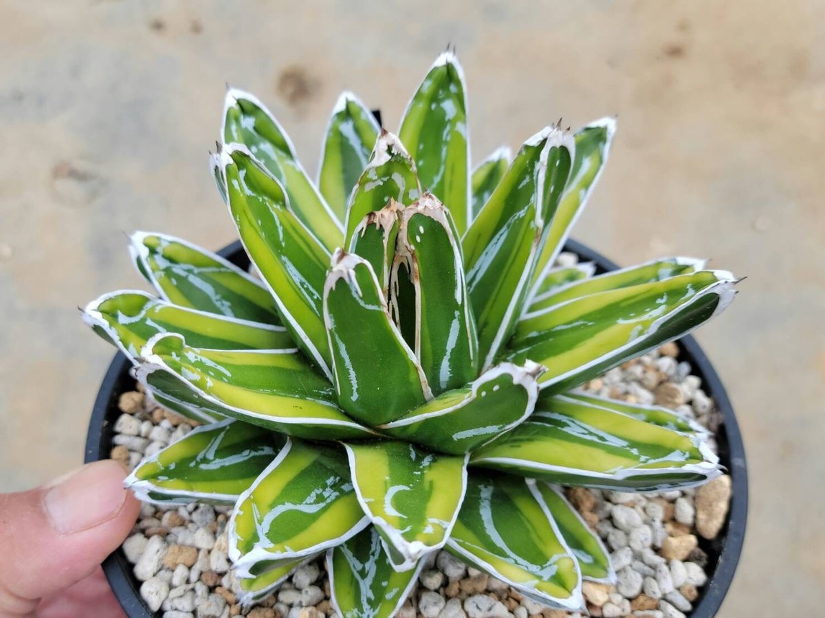 アガベ 笹の雪 輝山 | カトーエンゲー