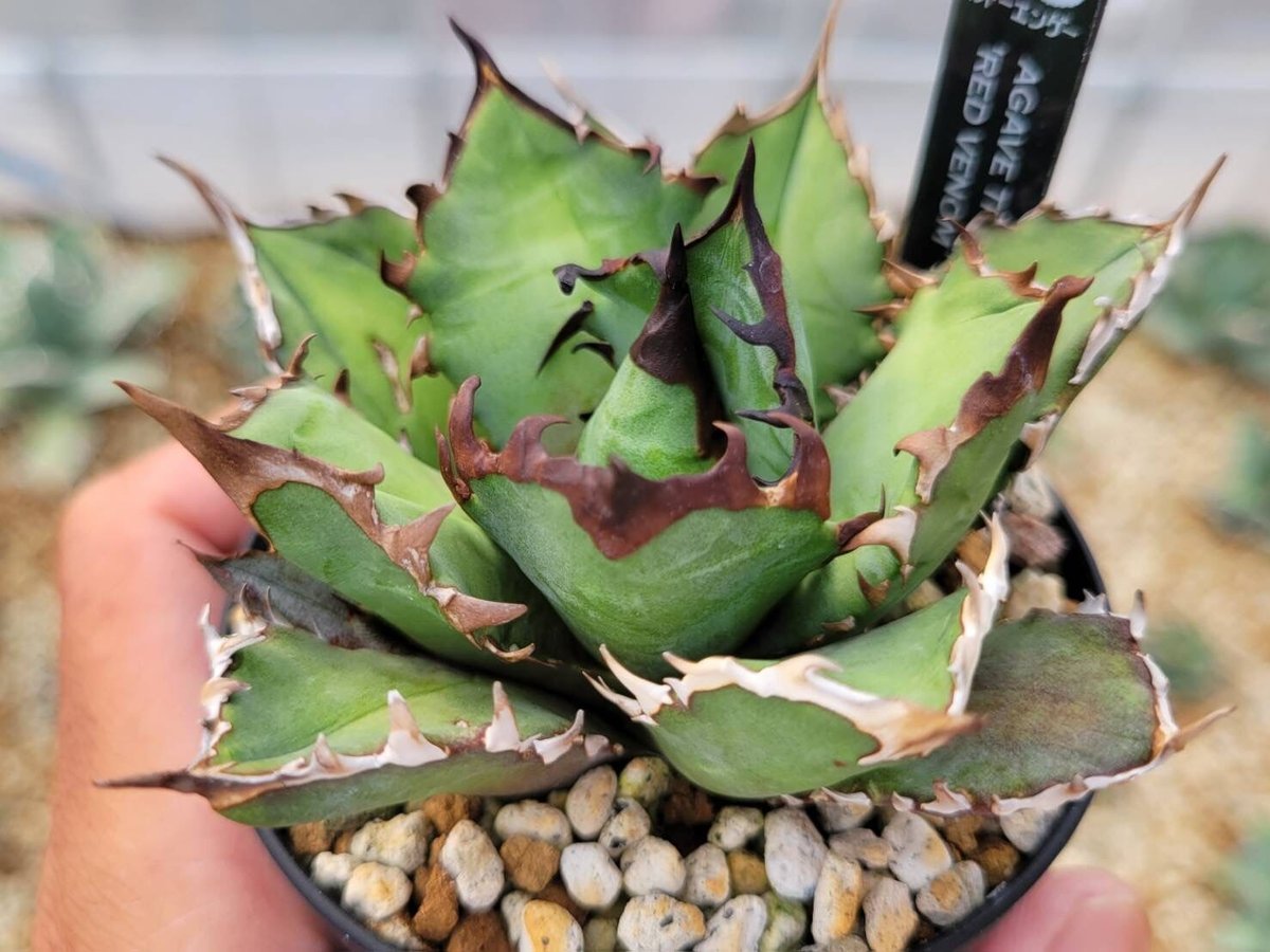アガベオテロイ Red Venom agave titanota 'red venom'子株付き | カトーエンゲー