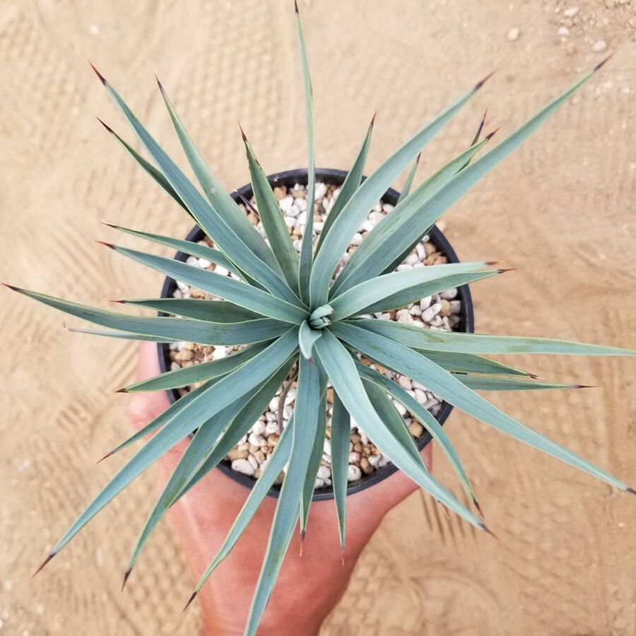 ユッカ ウィップレイ ssp. カエスピトーサ | カトーエンゲー