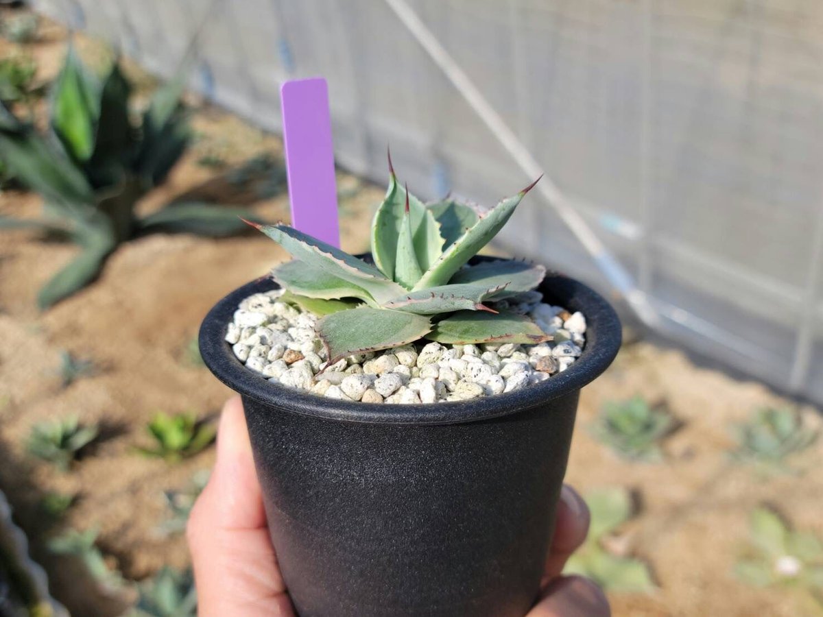 HIDDEN AGAVE ジェレミー Creep　発根済タグ付き② Amazon.co.jp: 日立 掃除機 紙パック クリーンパックフィルター