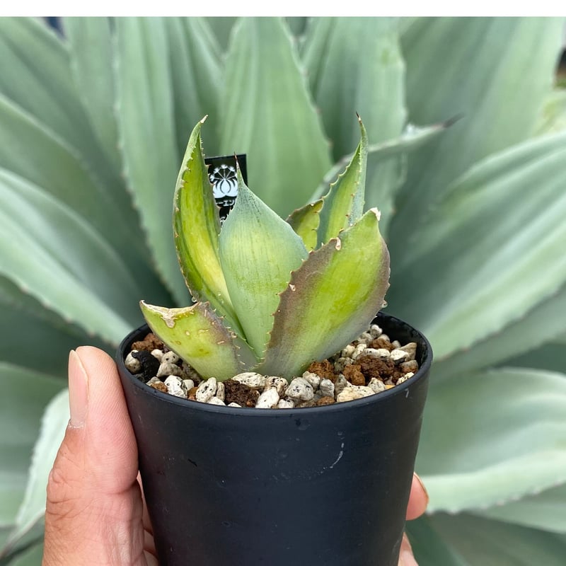 親株！6号鉢サイズ！アガベ ラムランナー グラキリス パキプス コーデックス 親株！6号鉢サイズ！アガベ ラムランナー グラキリス パキプス