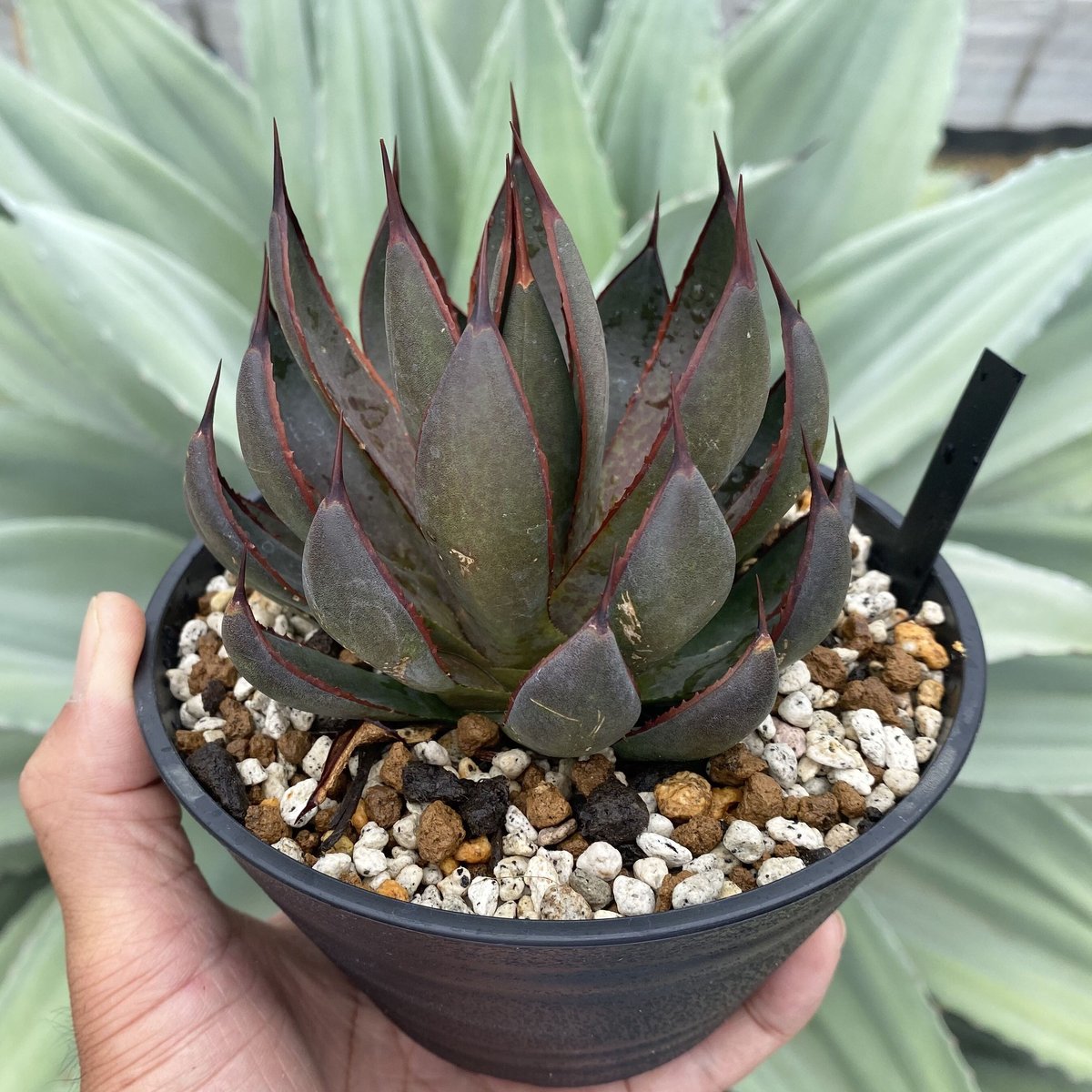 mangave マンガべ　レッドウィング　子株 マンガベプレイイングハンズ | カトーエンゲー