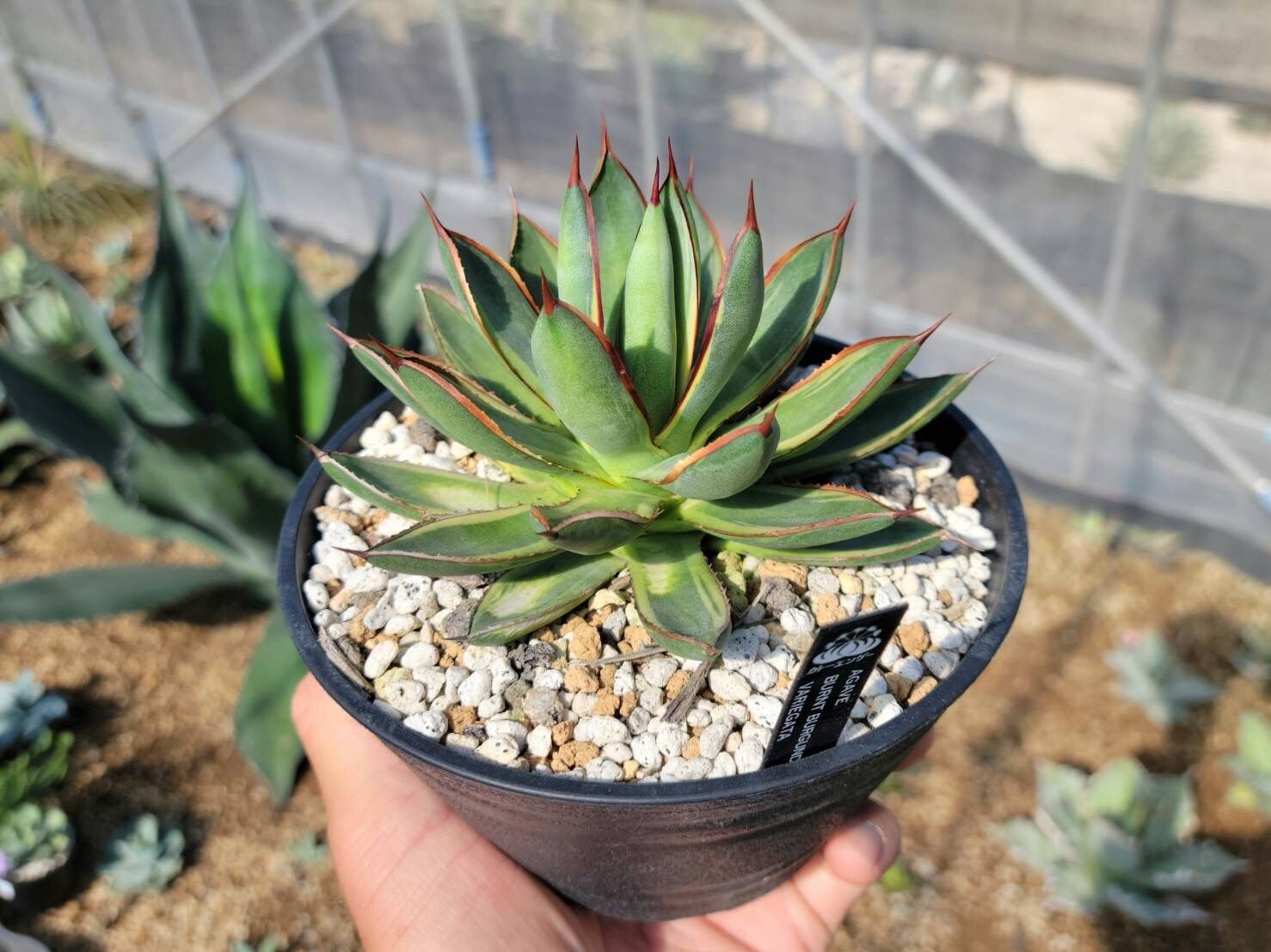 agave burnt burgundy variegata大 | カトーエンゲー