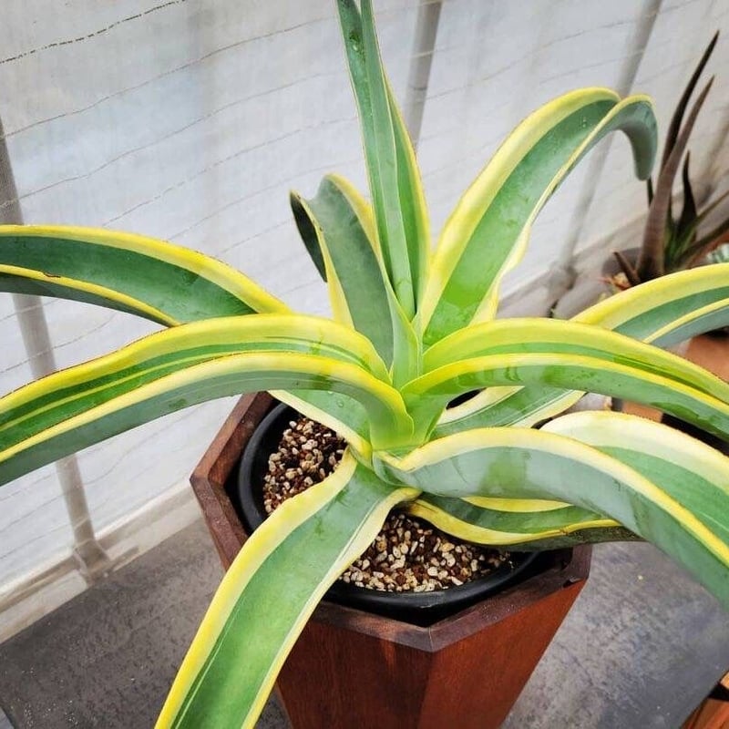 agave vilmoriniana stainedglass① | カトーエンゲー