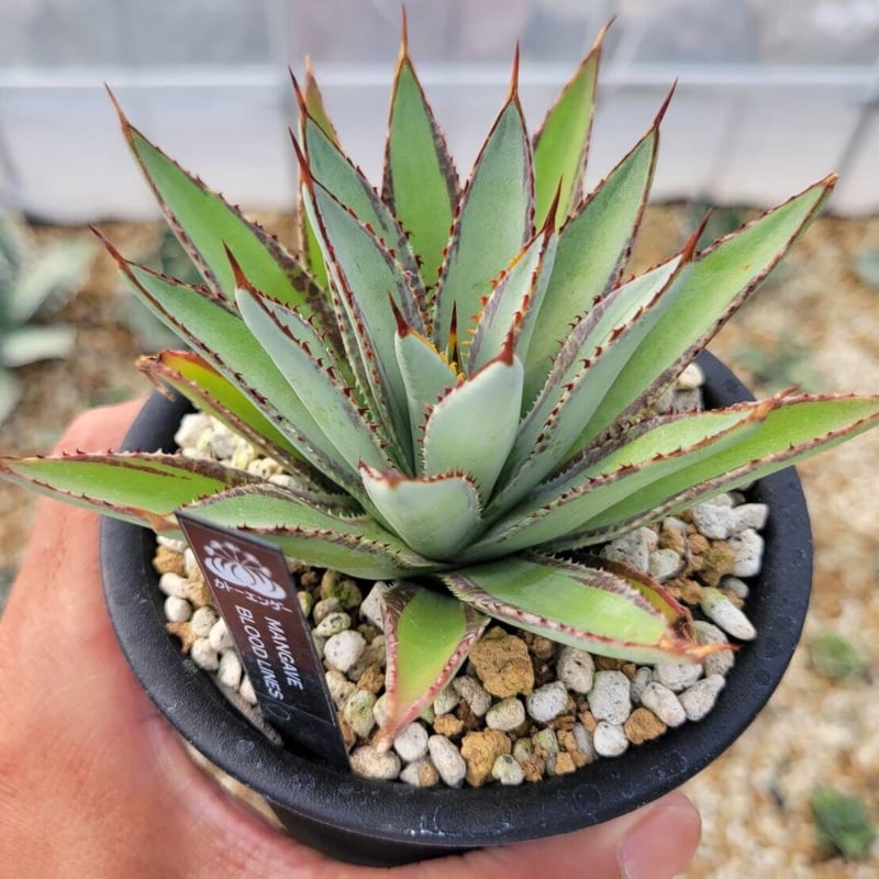 mangave bloodlines | カトーエンゲー