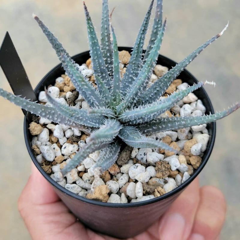 アロエ パルブラ 女王錦 | カトーエンゲー