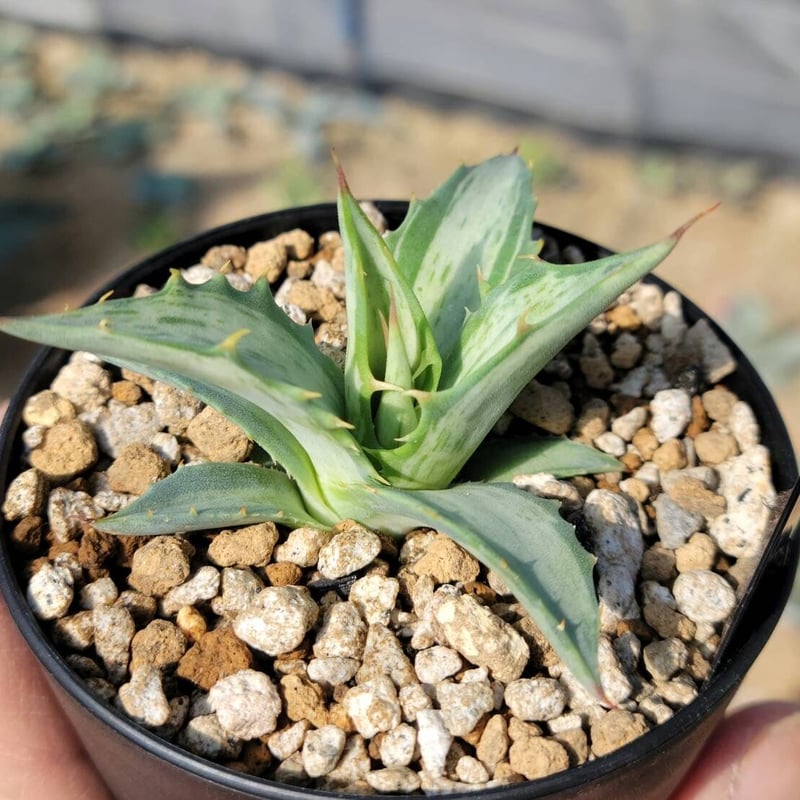 agave deserti ssp.simplex snow devil | カトーエンゲー