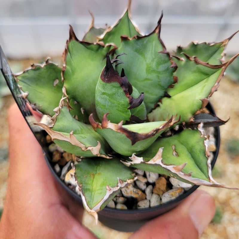 羅本製所 ROBIN agave baby アガべ venom YTYF 新品 agave titanota 'red venom'子株付き | カトーエンゲー