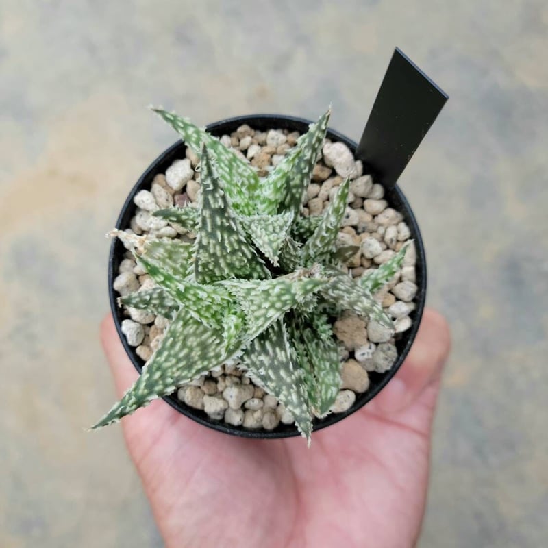 アロエ ゴジラ D.W.プレミアムno.9 | カトーエンゲー