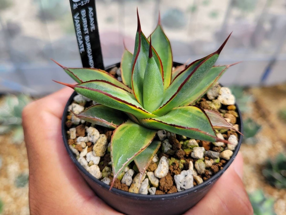 agave burnt burgundy variegate | カトーエンゲー