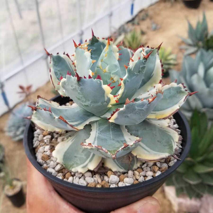 アガベ イシスメンシス 甲蟹錦 | カトーエンゲー