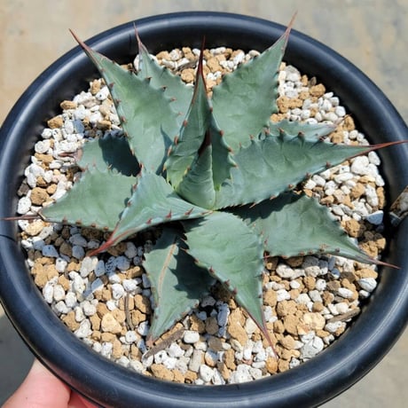 アガベ『モンタナ』コレクション選抜株・パーフェクトな姿のモンタナ アガベ『モンタナ』コレクション選抜株・パーフェクトな姿の