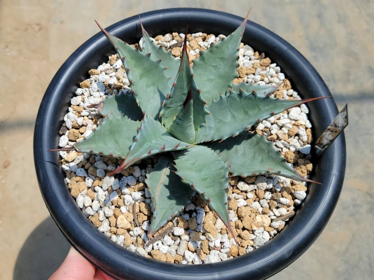 アガベ　ビッグスカイ　希少！！ アガベ モンタナ ビッグスカイ | カトーエンゲー