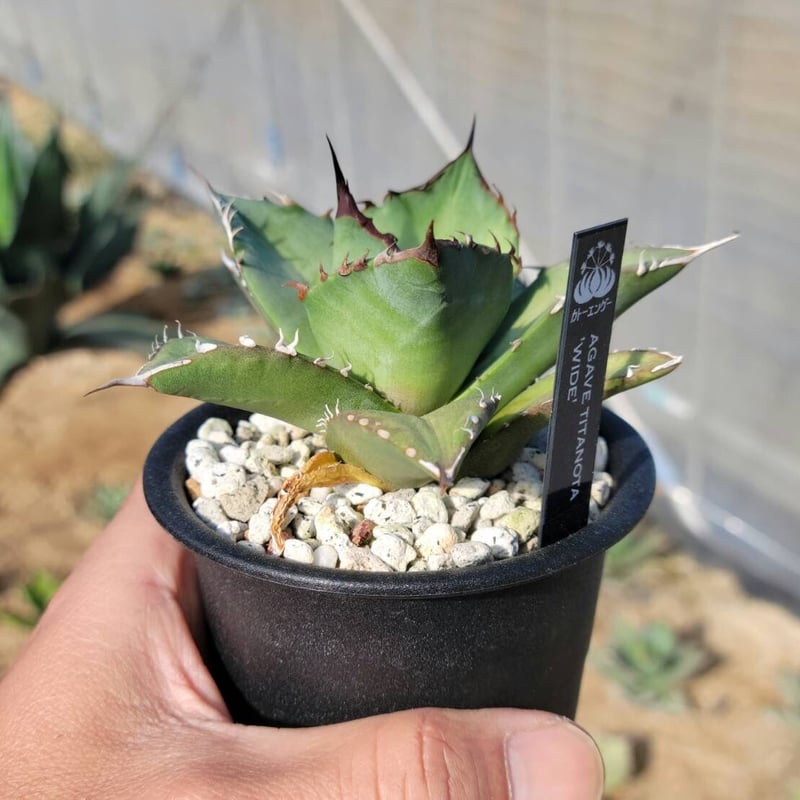 趣 agave titanota wide(猫爪)② | カトーエンゲー