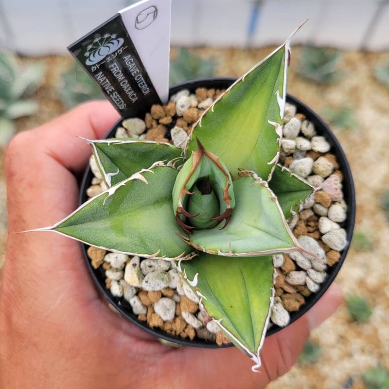 agave oteroi from oaxaca native seeds⑤ | カトーエンゲー