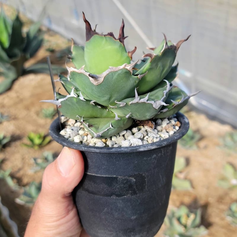 趣 agave titanota fo-076 compacta G.G.③ | カトーエンゲー
