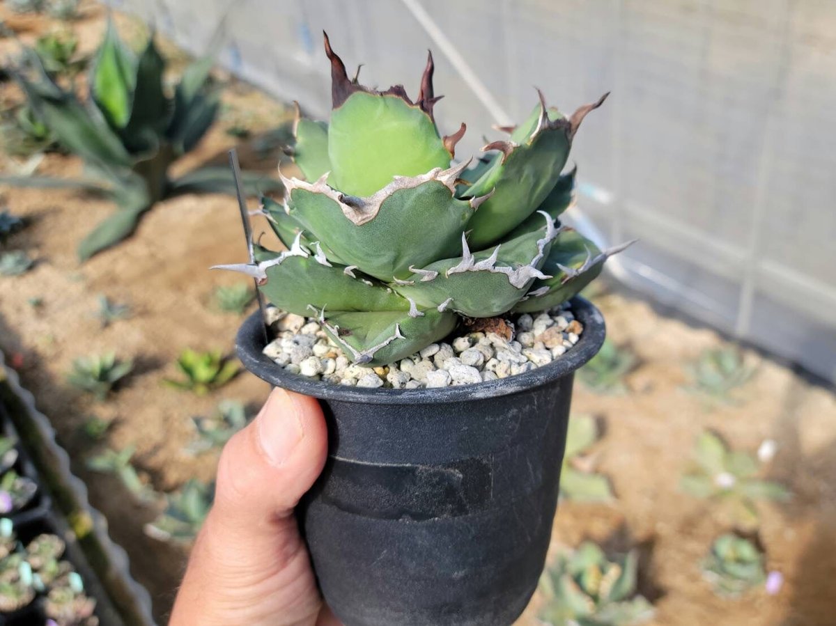 agave titanota 趣味家さんのブツブツ 趣 agave titanota fo-076 compacta G.G.③ | カトーエンゲー