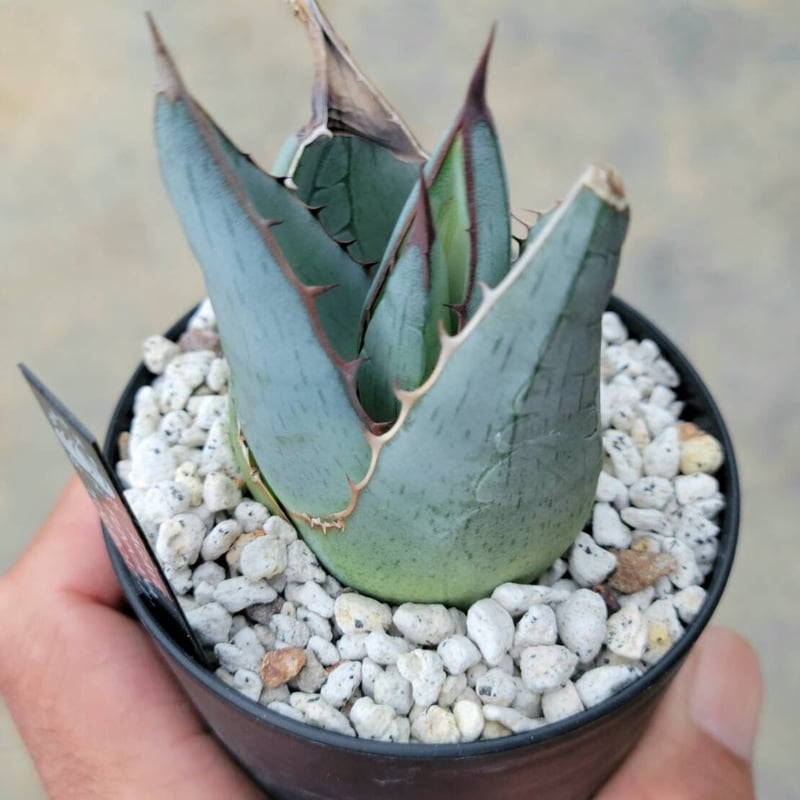 アガベ ファンキアナ タグ ボートⅡ | カトーエンゲー