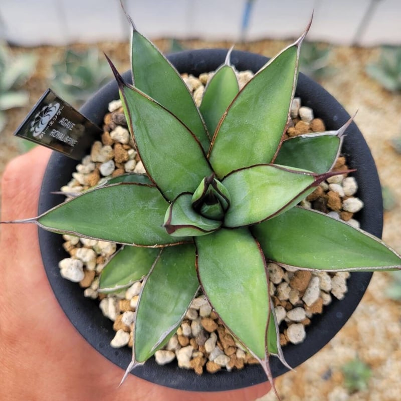 agave royal spine | カトーエンゲー