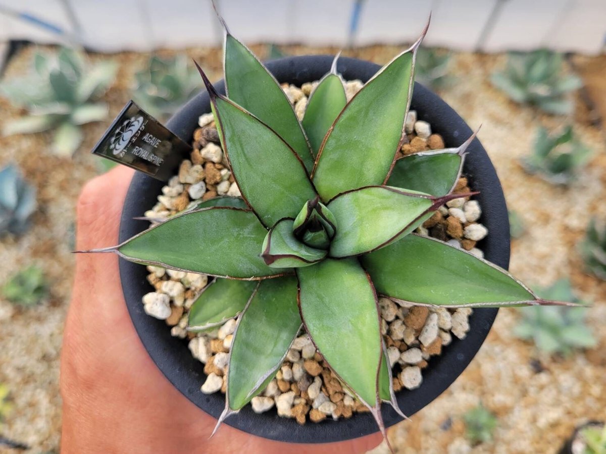 agave royal spine | カトーエンゲー