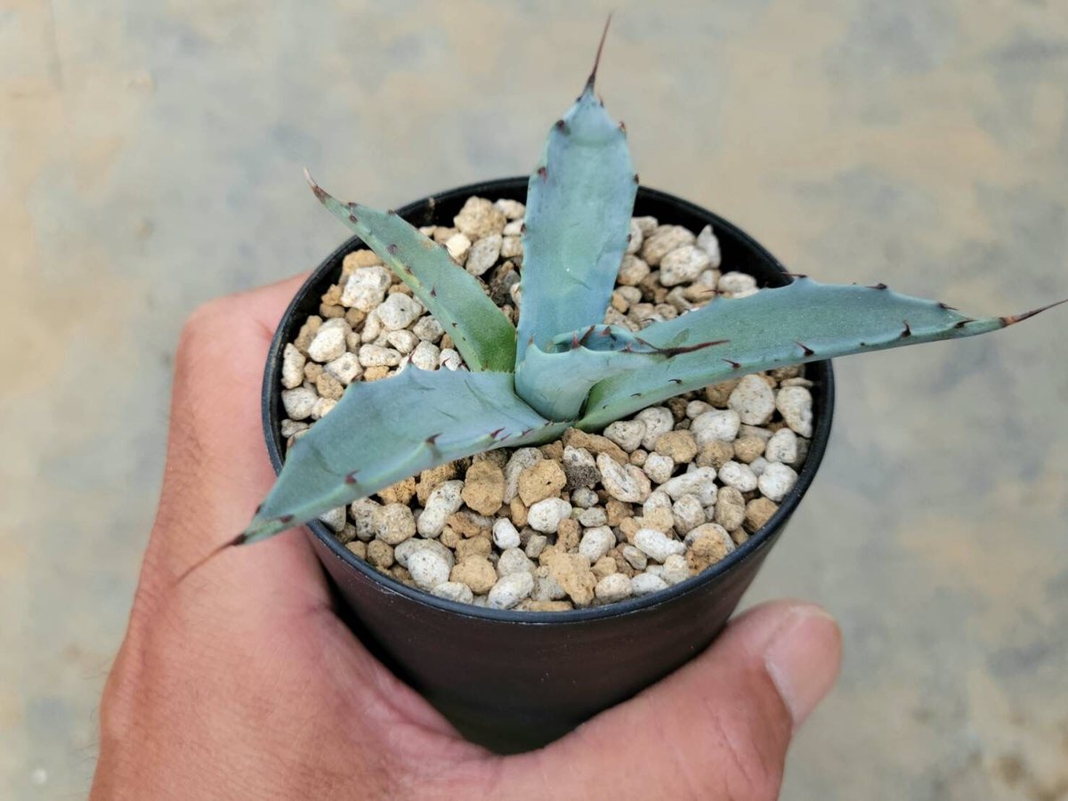 アガベ コロラータ ハイブリッド | カトーエンゲー