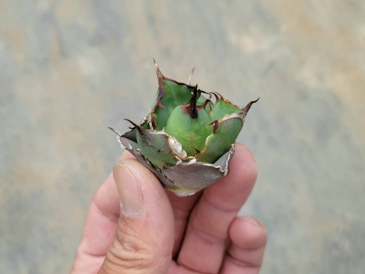 アガベ チタノタ ボールタイプ抜き苗 直径13cm アガベ チタノタ 