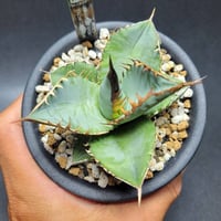 agave ovatifolia cameo | カトーエンゲー